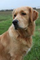 5a62a1bf1fd95ba190ce2a67c47288a5_130x195_fill