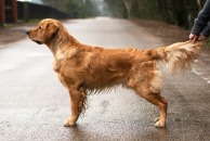 5a70b3db07fae853ea7561633f5113fe_194