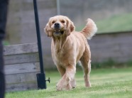 5a9cb3b873eaf2dfbcc38503e5e9ba86_186