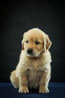 5bb34c7838bd2d6d78614dbcb09e59fd_130x195_fill