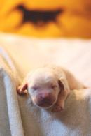 5c0c6f6959dc0e5ee98547c0a9283878_130x195