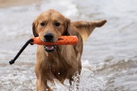 5ca46bf45110b4b8d24f3f61056786fb_195