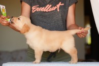 5ce554e355c58b4e06e3a2d0b5425920_195