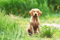 5ce7cf474116294f454d8b1a435ca7cb_195