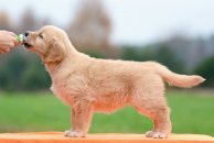 5d0bad7db0fd4c6fa4f7be2e65c16235_194