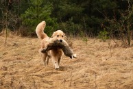 5d3efb1bbdef290577b998ce216ef470_194