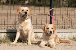 5d6a24183fe2d3c07d10fcfdd9ebf6ce_245