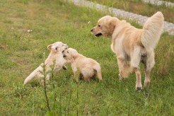 5e08a801c69fa833f4468b630b95c599_246