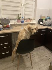 5e30409ac90db0cc367e6265f8080fa6_174x232_fill