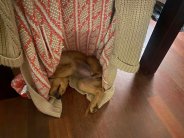 5ed01725aa73b87706ebb77c24661c63_184x138_fill