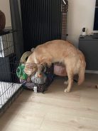 5ee3f4e950c66a583ffccdfccf8d096e_138x184_fill