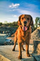 5eeeaa4632adf79b83b4d6173343abd1_130x195_fill