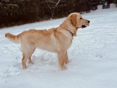 604b062c1c07ff6daebc986956a70846_232x174_fill