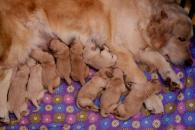 609507d29c7f845958e3f9ace1bdd77e_195x130_fill