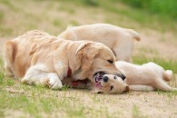 60a4cf7269b818d785c13285975bbe61_195x130_fill