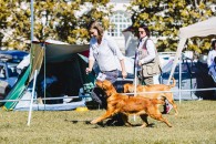 60db0b96c8a395057c24ce05c418f635_195