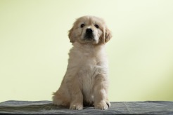 612692a5560f1dcd8dc9ffef3c068ed6_246