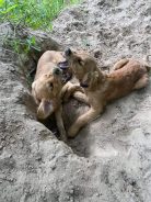 61df6932979dc7a7861a4cf15f05737a_138x184_fill