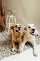 623ab39ffea63cc757c2af1960fecbd2_130x195