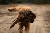 62960884f7f4bd2625852eaf649092b2_195