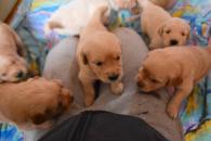 62a4aac1196ea5332aa50c51762c55a8_195x130_fill