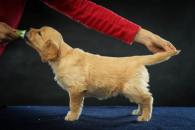 62e75cb01d63fc75e768a0c59663c4c2_195x130_fill