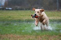 62fd3c93d893dfbc2b00627afad7ccf5_195