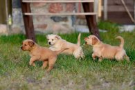 650437149d4d3b6bd0506f0737da8917_195x130_fill