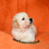 65580ed265fbe52e77d599bfc0441750_160x160_fill