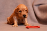 66160cfdddfadae58bb7aea17eff79c5_195x130_fill