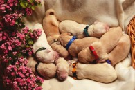 66396d9f71e4fdabe199778b3f448b63_195