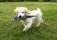 663ccd0ebeeb6c6b9a4edd5874add2a1_189