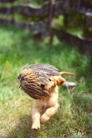 66451d8cc9f7517b1364175f5859f632_130x195