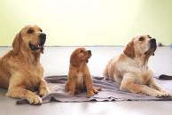 6668e570c8e2f15097e0e29f581ac9b5_194