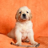 67a20c51d46d6be5985cce97d806c974_160x160_fill