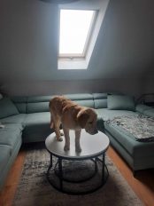 686e7cbaa8addc07d6a95466141b69b5_174x232_fill