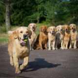 69025c59335ed063fc7d0e1828344e32_160x160_fill