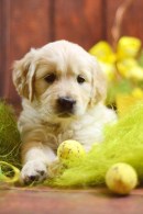 694aad3ad10c937a215186ffa311b28d_130x195_fill