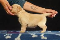 69ada72a55ef695d88ecf88ef5044ab8_195