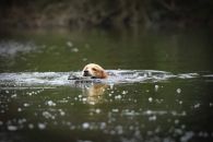 6a56c45e3edf784cbda39304e10026f0_195