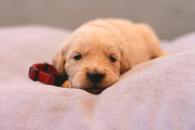 6a849b557fb16be64d763ddd449f95ec_195