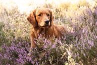 6aa0da583952d0dbf1de3a79ccb788c9_195