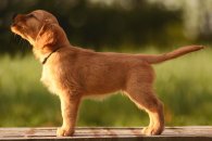 6b650bbb3dcaca90626626cfc32382b8_195x130_fill