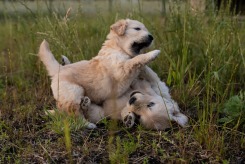 6ba2b5ad0a6ac634b1a63c31ccc69995_245