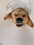 6baa4f948f56f085827d1ed4928a213a_138x184_fill