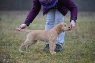 6c93cf24ce5b839c2989f4d31d133085_195