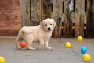 6cc16821948ea45016972e65e580e4f7_195