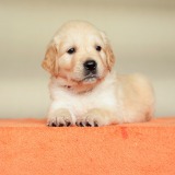 6d98a8a5bb361f0fab94aa5c34b8a92d_160x160_fill