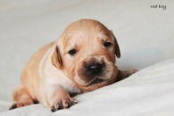 6db5740dd4725cbc5c411123c14ce246_195