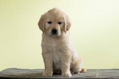 6e64fd25bd16138dd57030a20d2a16ca_246